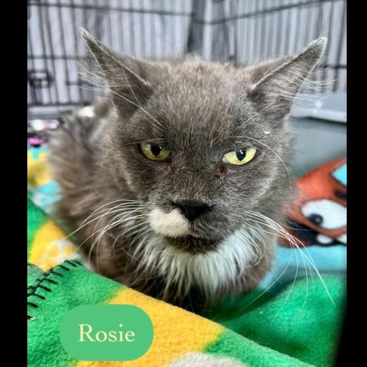 Enlarge Rosie, a Adoptable Domestic Short Hair in Chalfont, PA image 6/6