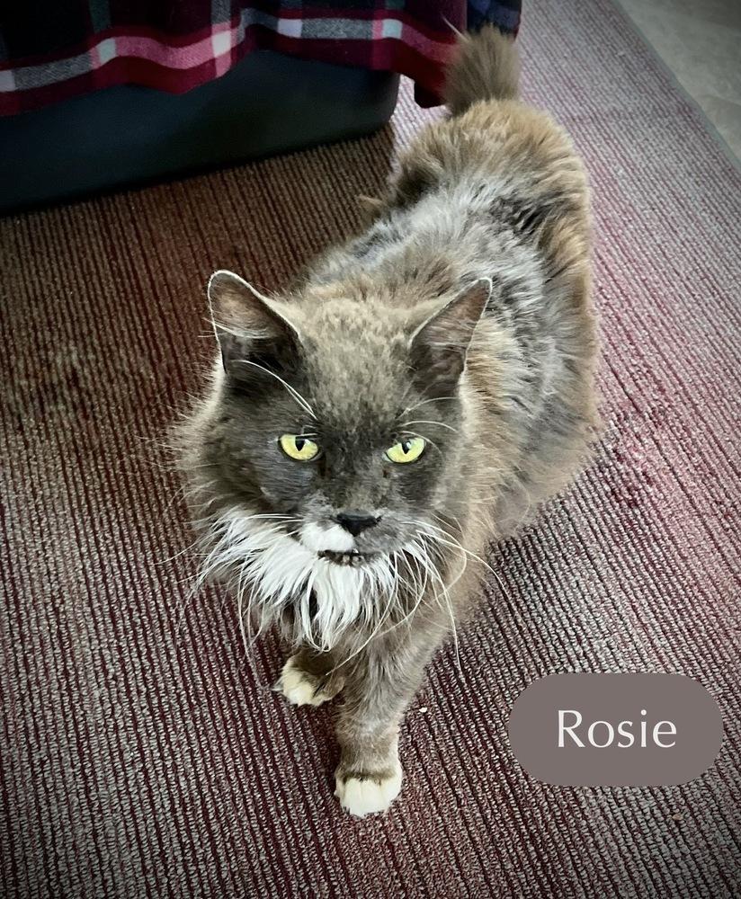Enlarge Rosie, a Adoptable Domestic Short Hair in Chalfont, PA image 1/6