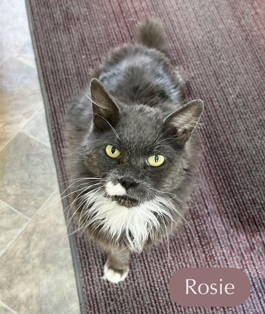 Enlarge Rosie, a Adoptable Domestic Short Hair in Chalfont, PA image 2/6