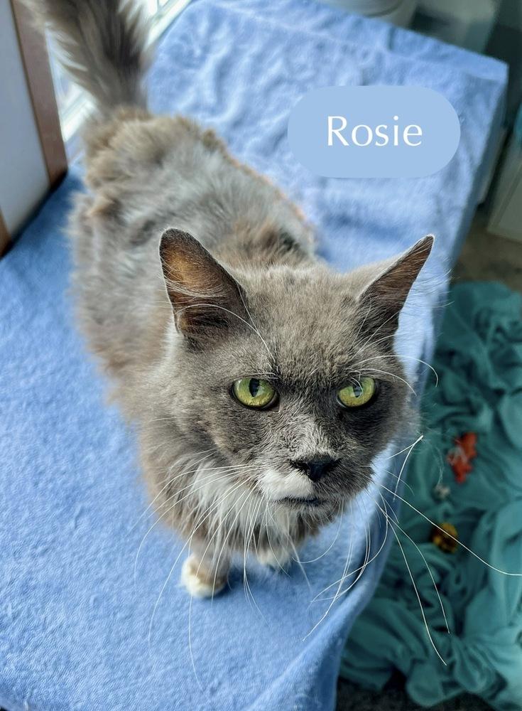 Enlarge Rosie, a Adoptable Domestic Short Hair in Chalfont, PA image 2/6