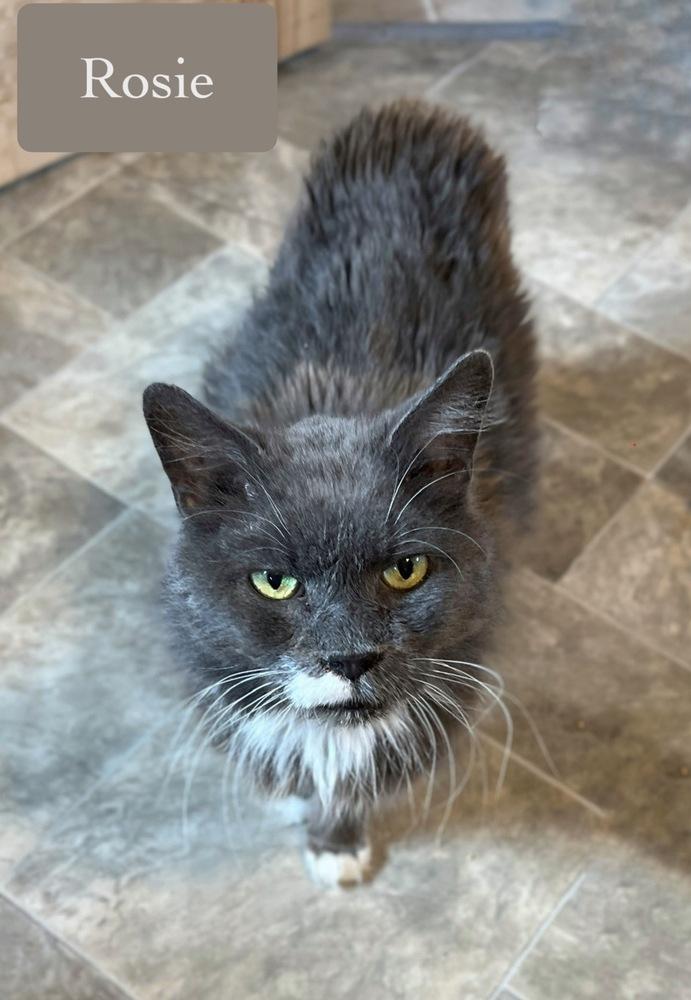 Enlarge Rosie, a Adoptable Domestic Short Hair in Chalfont, PA image 4/6