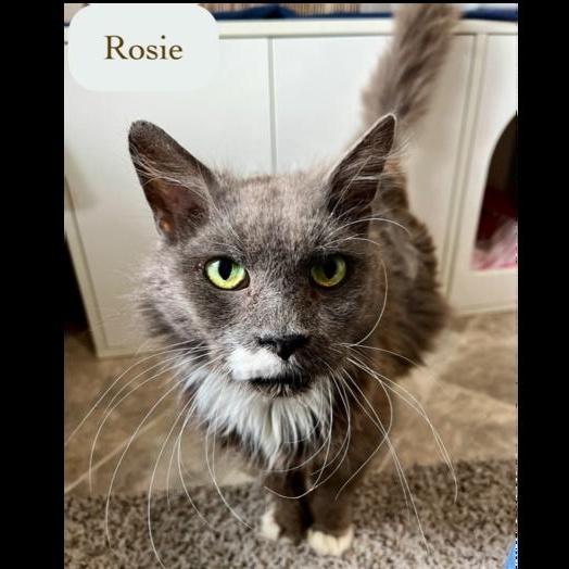 Enlarge Rosie, a Adoptable Domestic Short Hair in Chalfont, PA image 3/6