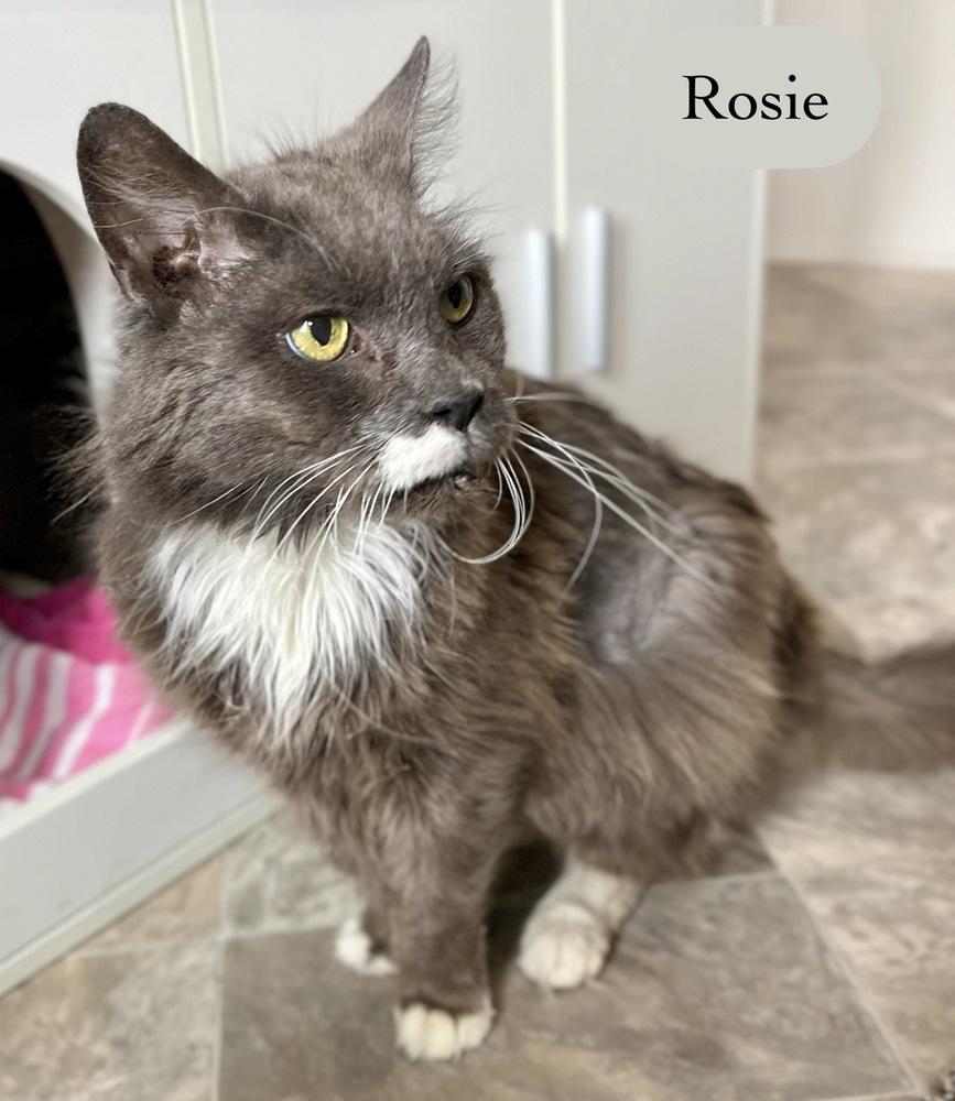 Enlarge Rosie, a Adoptable Domestic Short Hair in Chalfont, PA image 4/6