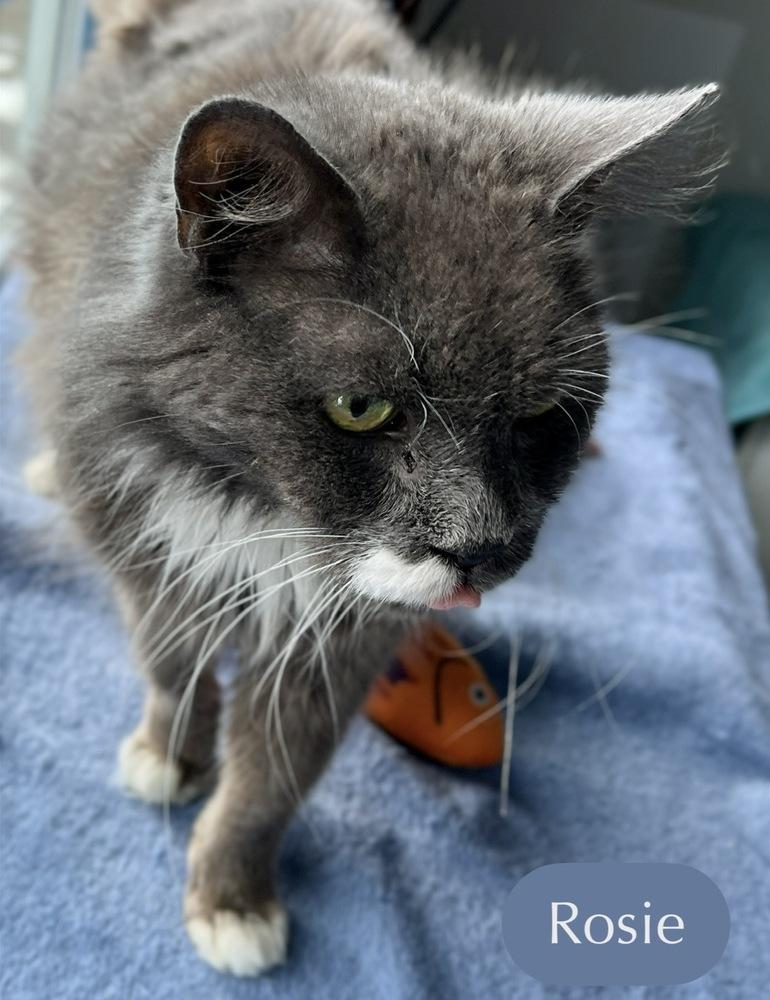 Enlarge Rosie, a Adoptable Domestic Short Hair in Chalfont, PA image 5/6