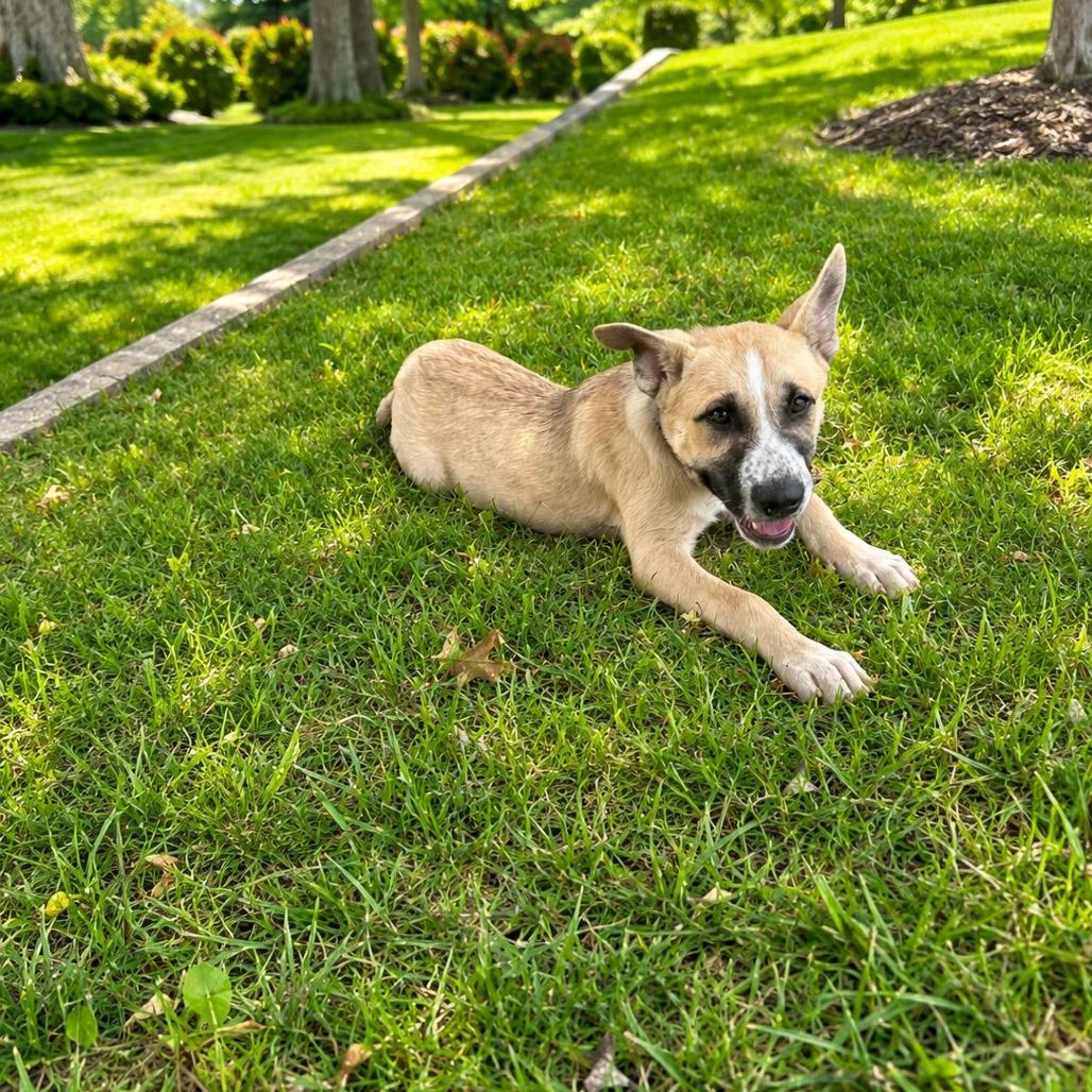 Enlarge Bruno, a Adoptable Anatolian Shepherd in Newborn, GA image 1/6