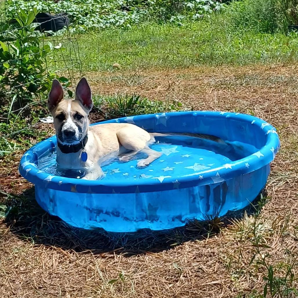 Enlarge Bruno, a Adoptable Anatolian Shepherd in Newborn, GA image 5/6