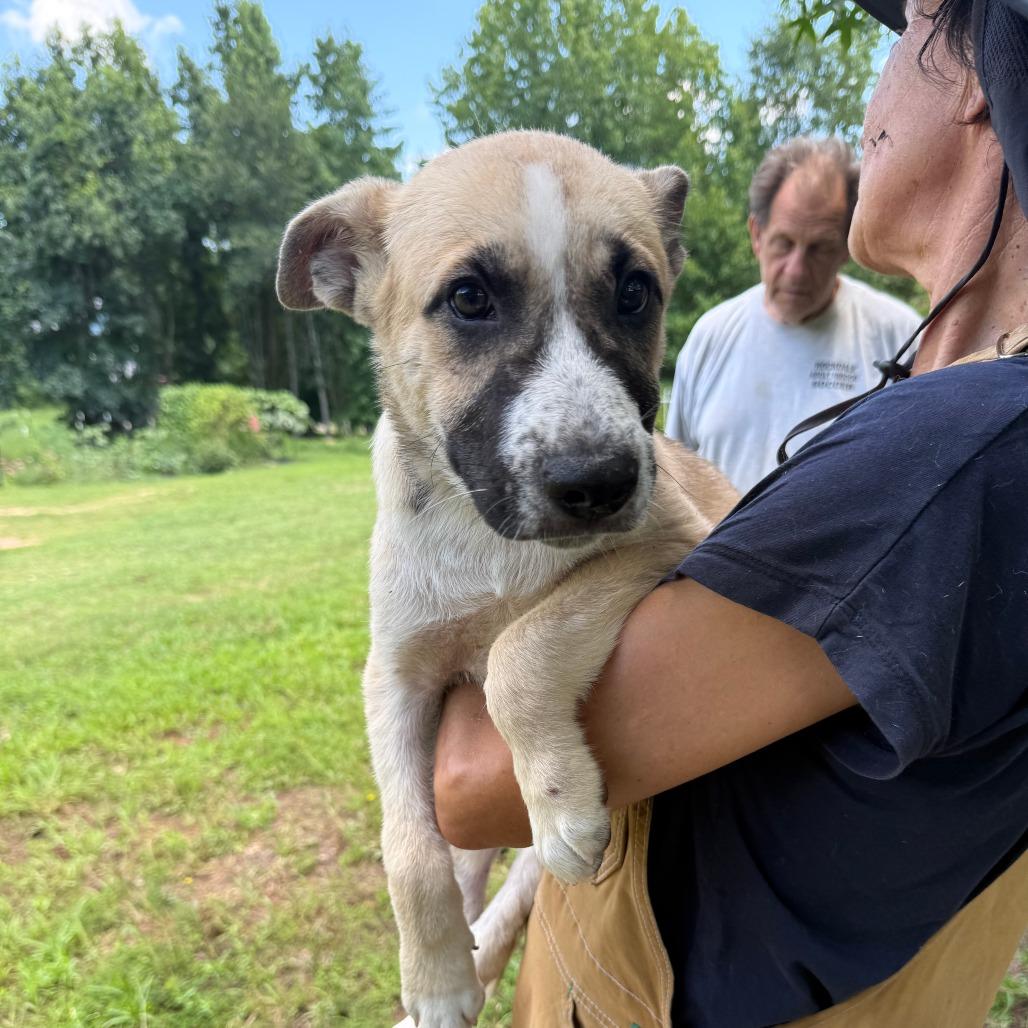 Enlarge Bruno, a Adoptable Anatolian Shepherd in Newborn, GA image 6/6