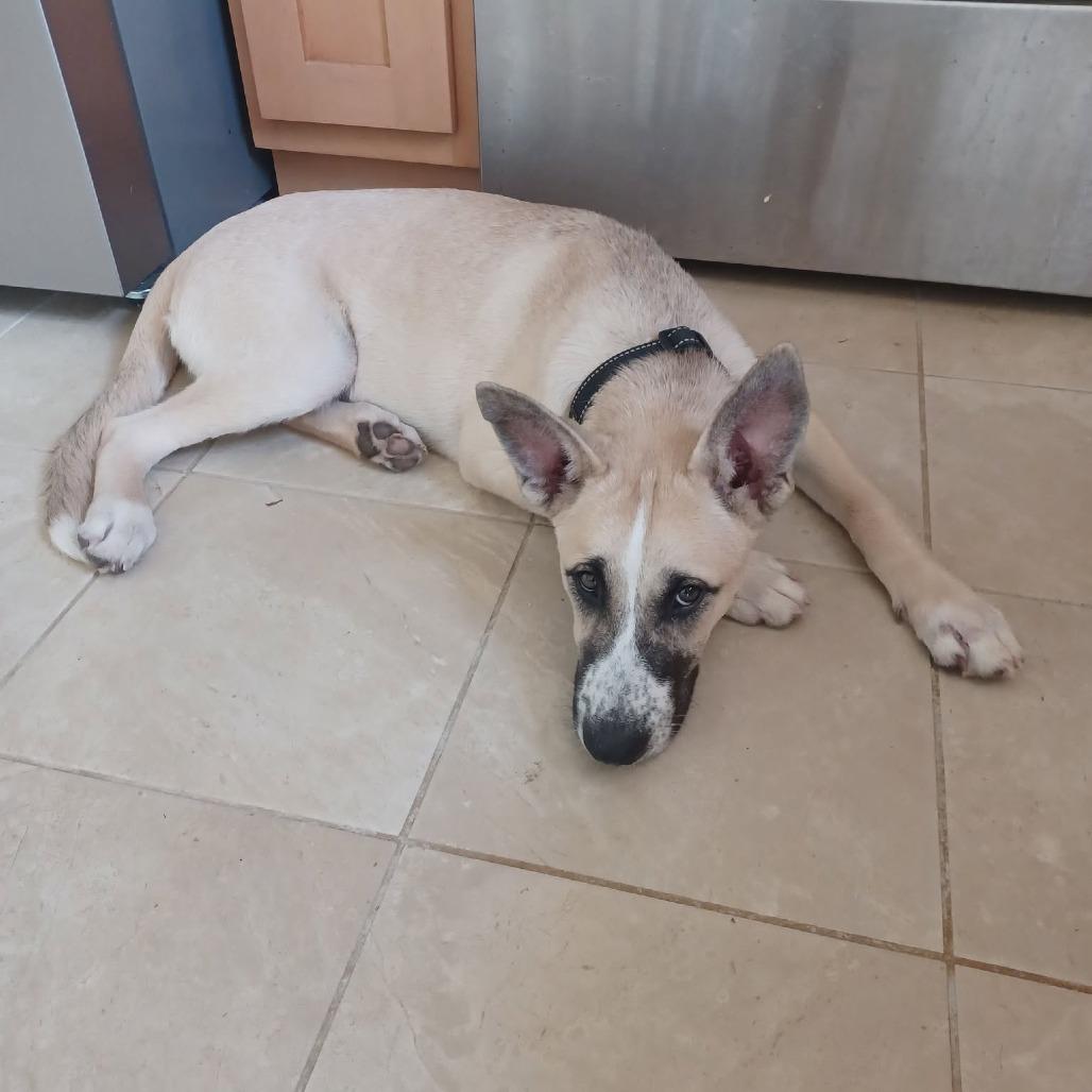 Enlarge Bruno, a Adoptable Anatolian Shepherd in Newborn, GA image 2/6