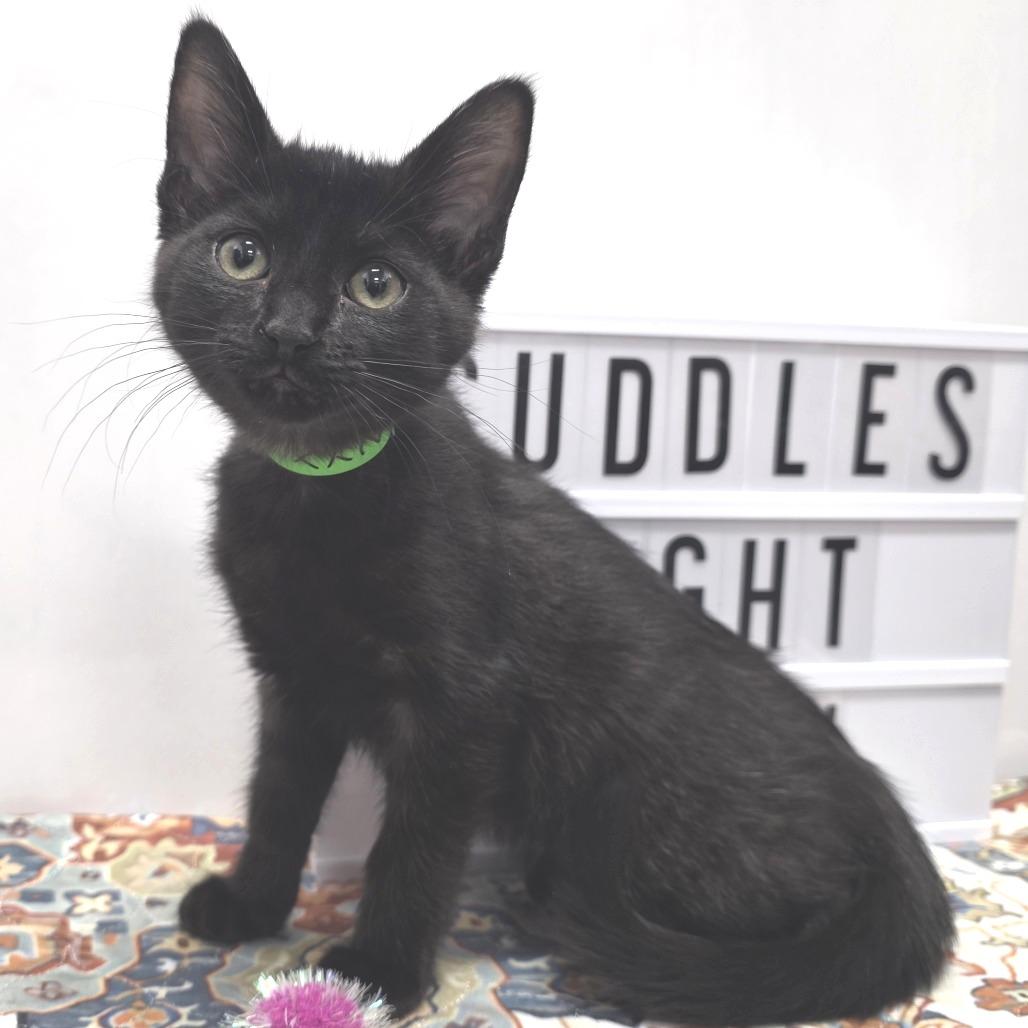 Enlarge Nyx, a Adoptable Domestic Short Hair in Fort Wayne, IN image 1/1