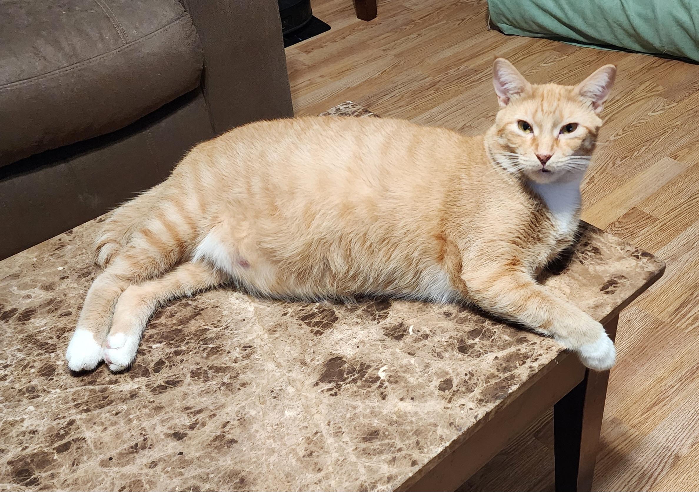 Oscar, Adoptable, Young Male Domestic Short Hair.