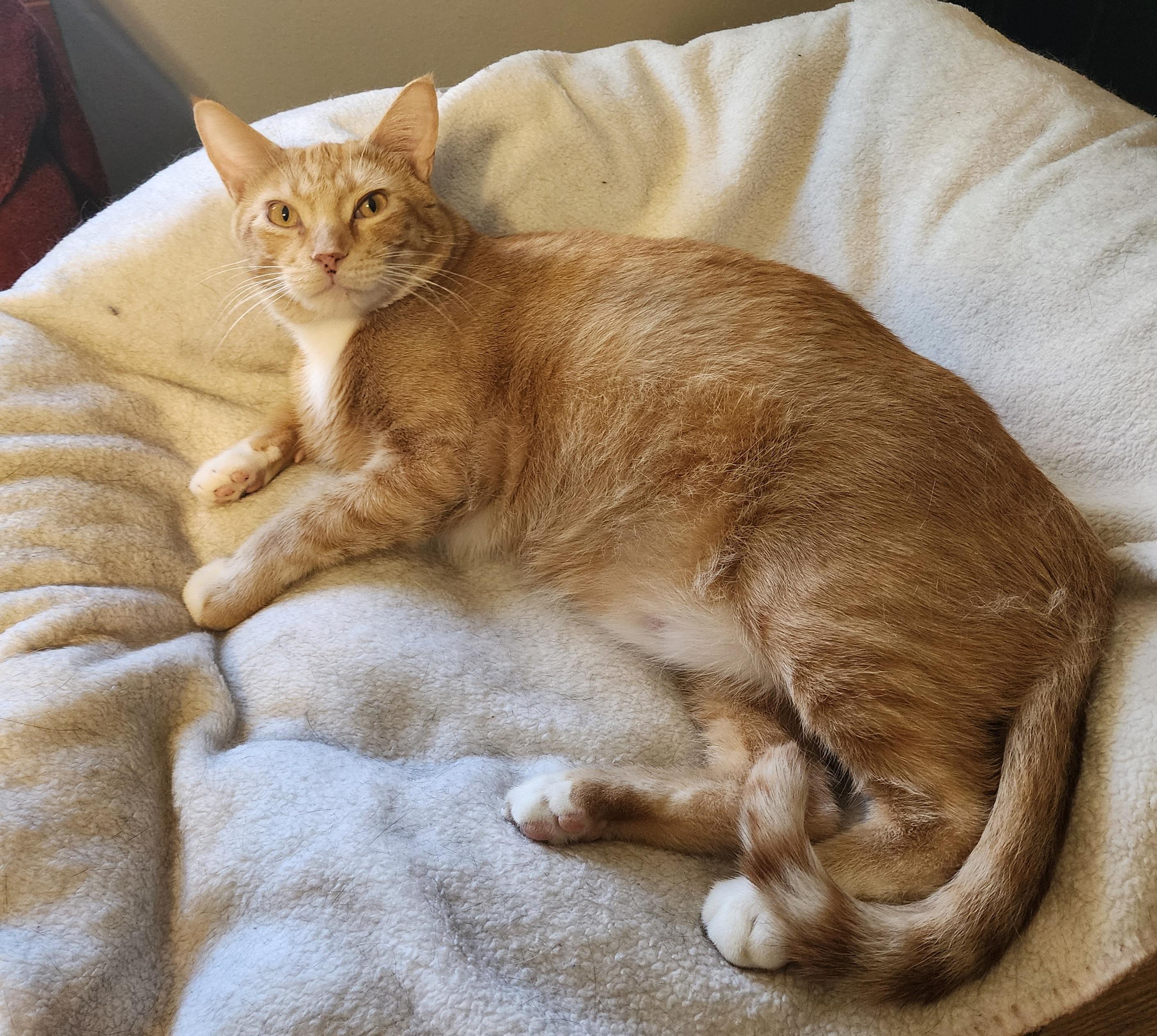 Oscar, a Adoptable Domestic Short Hair in Waterloo, IA image 2/6