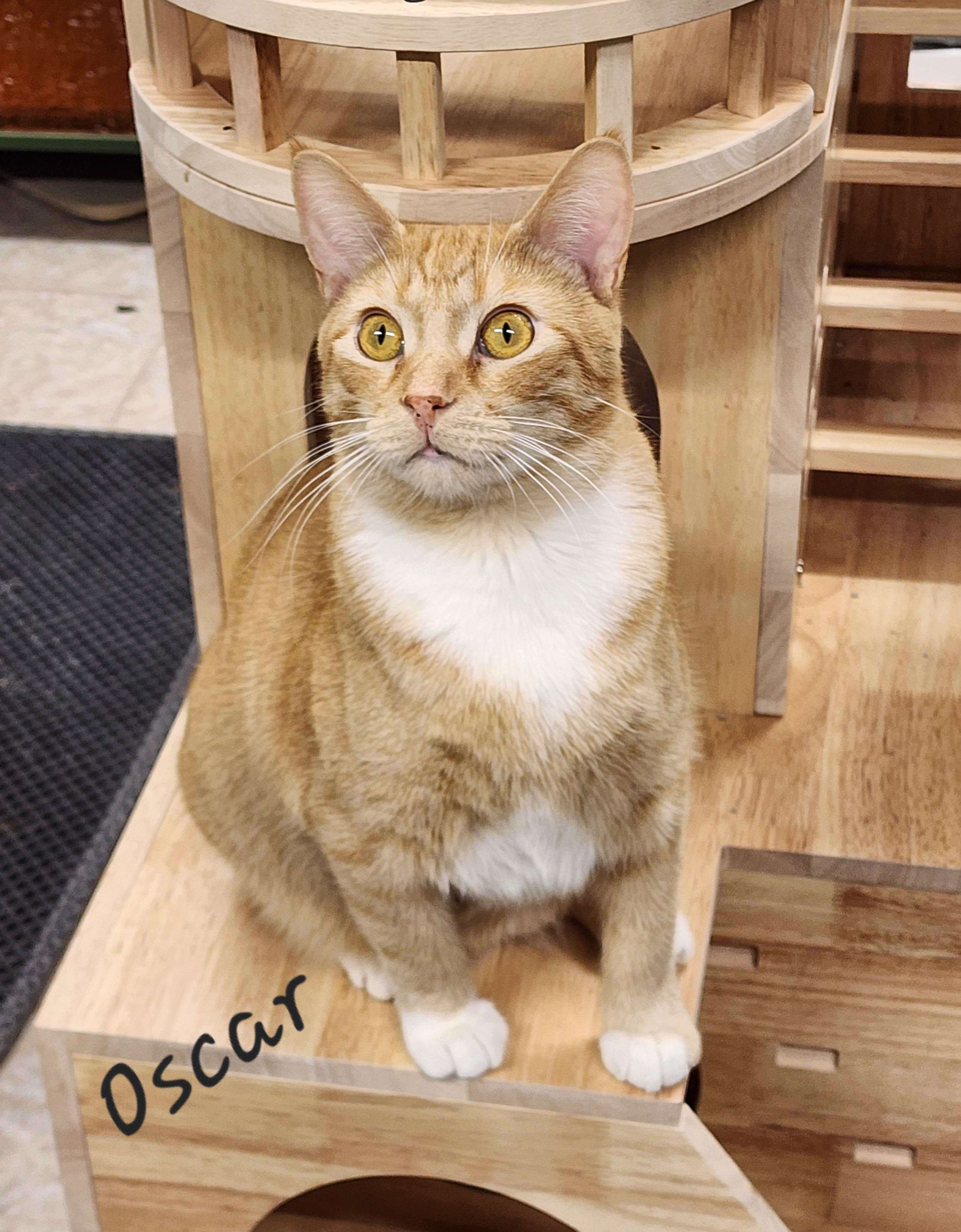 Oscar, a Adoptable Domestic Short Hair in Waterloo, IA image 5/6