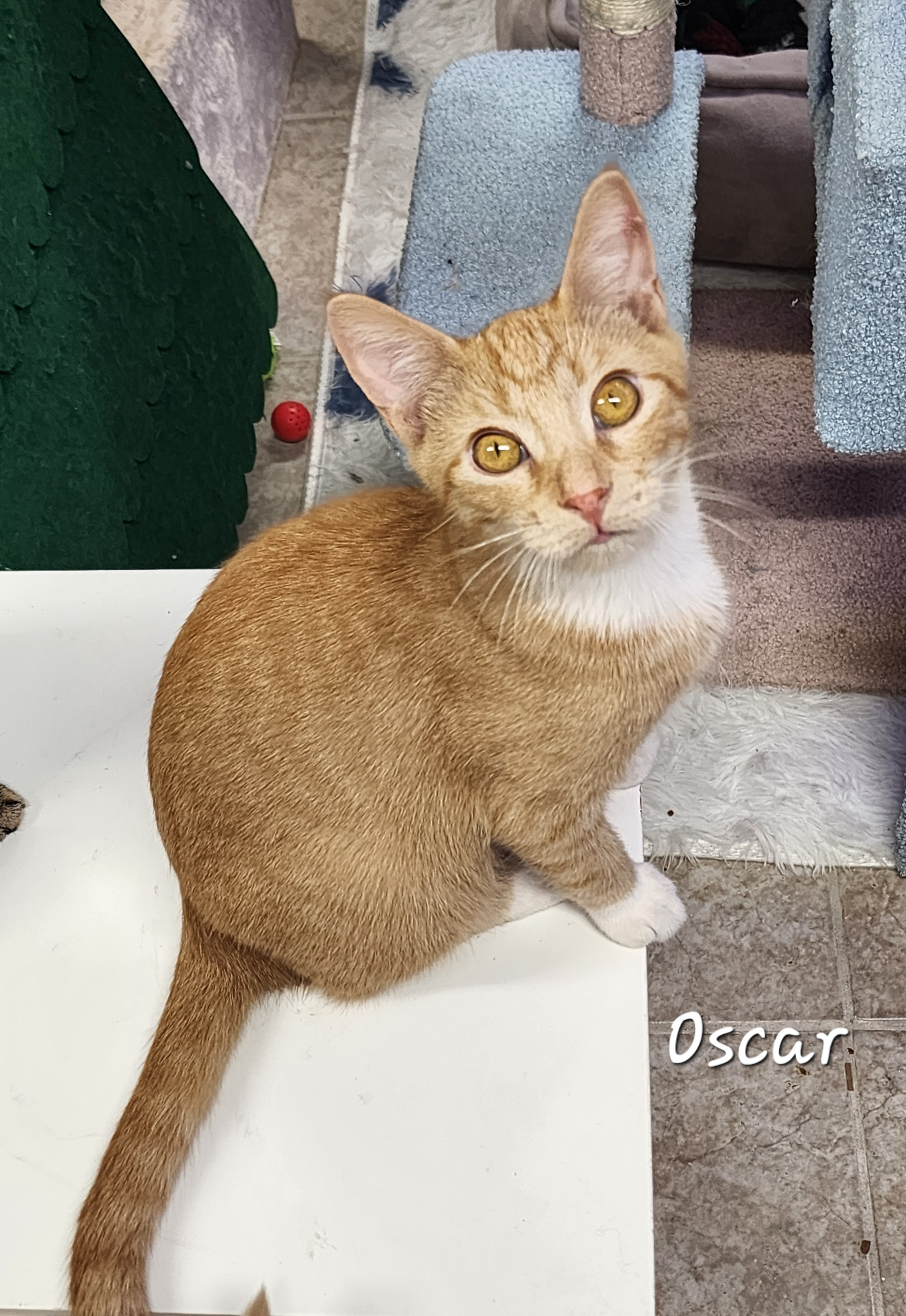 Oscar photo 4