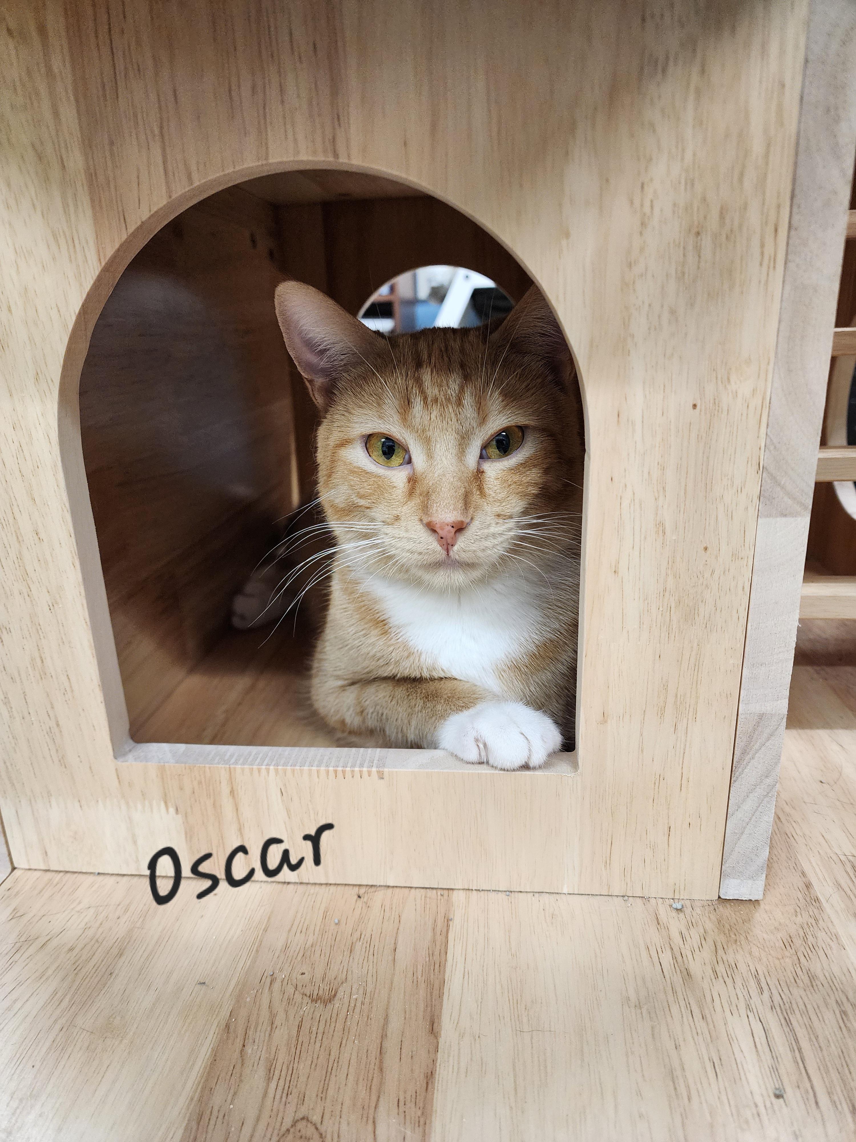 Oscar, a Adoptable Domestic Short Hair in Waterloo, IA image 6/6