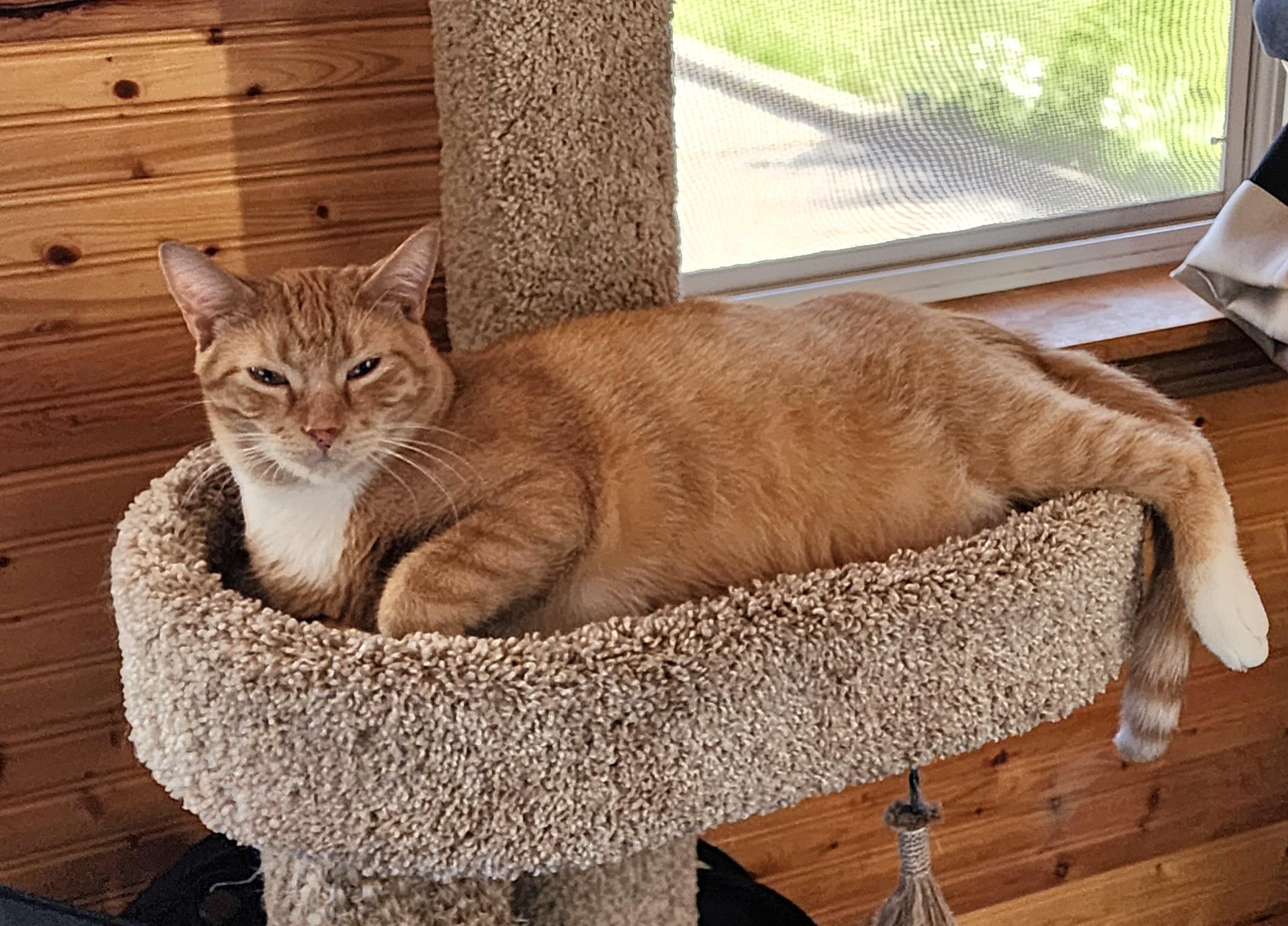 Oscar, a Adoptable Domestic Short Hair in Waterloo, IA image 3/6