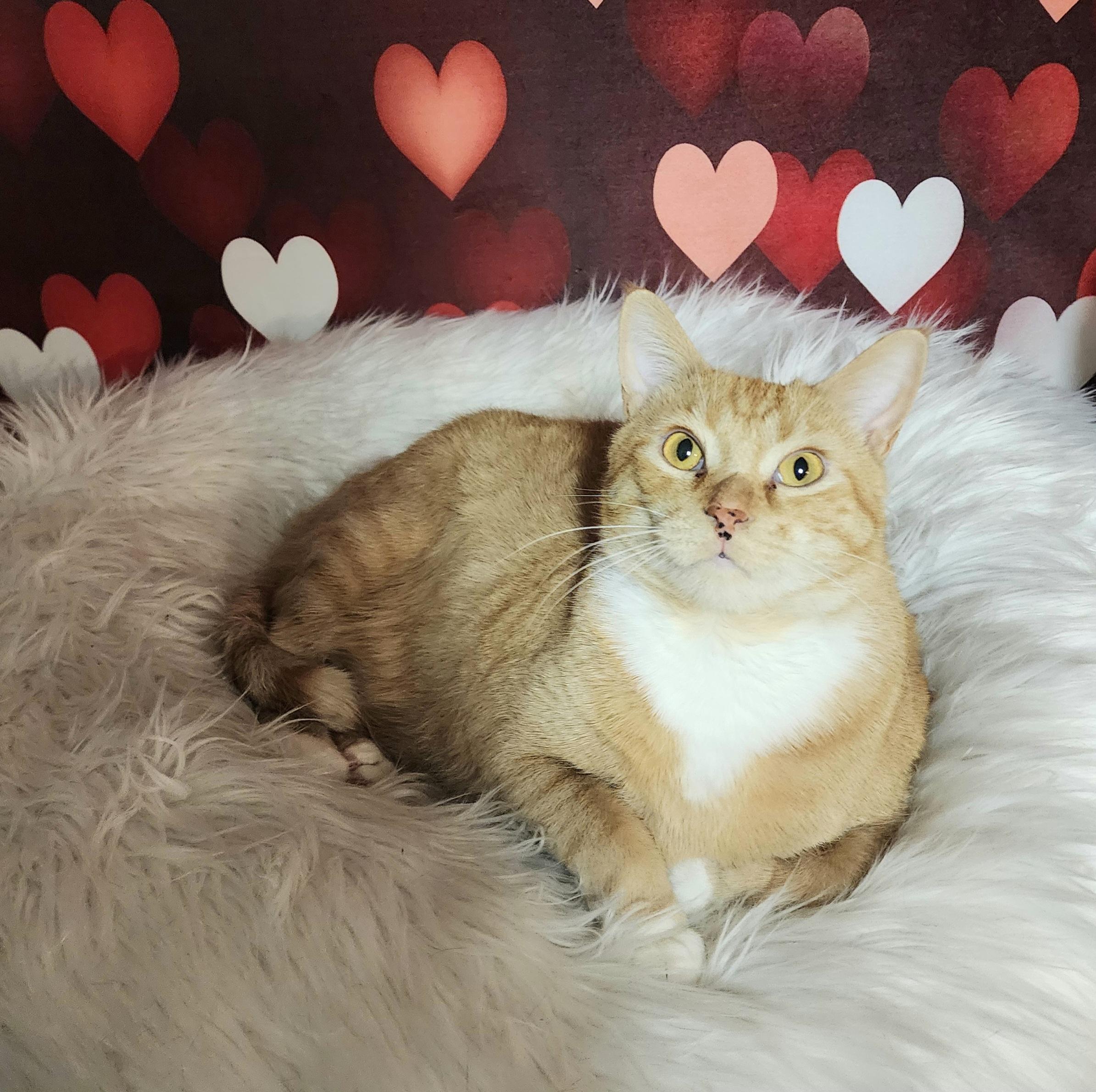 Oscar, Adoptable, Young Male Domestic Short Hair.