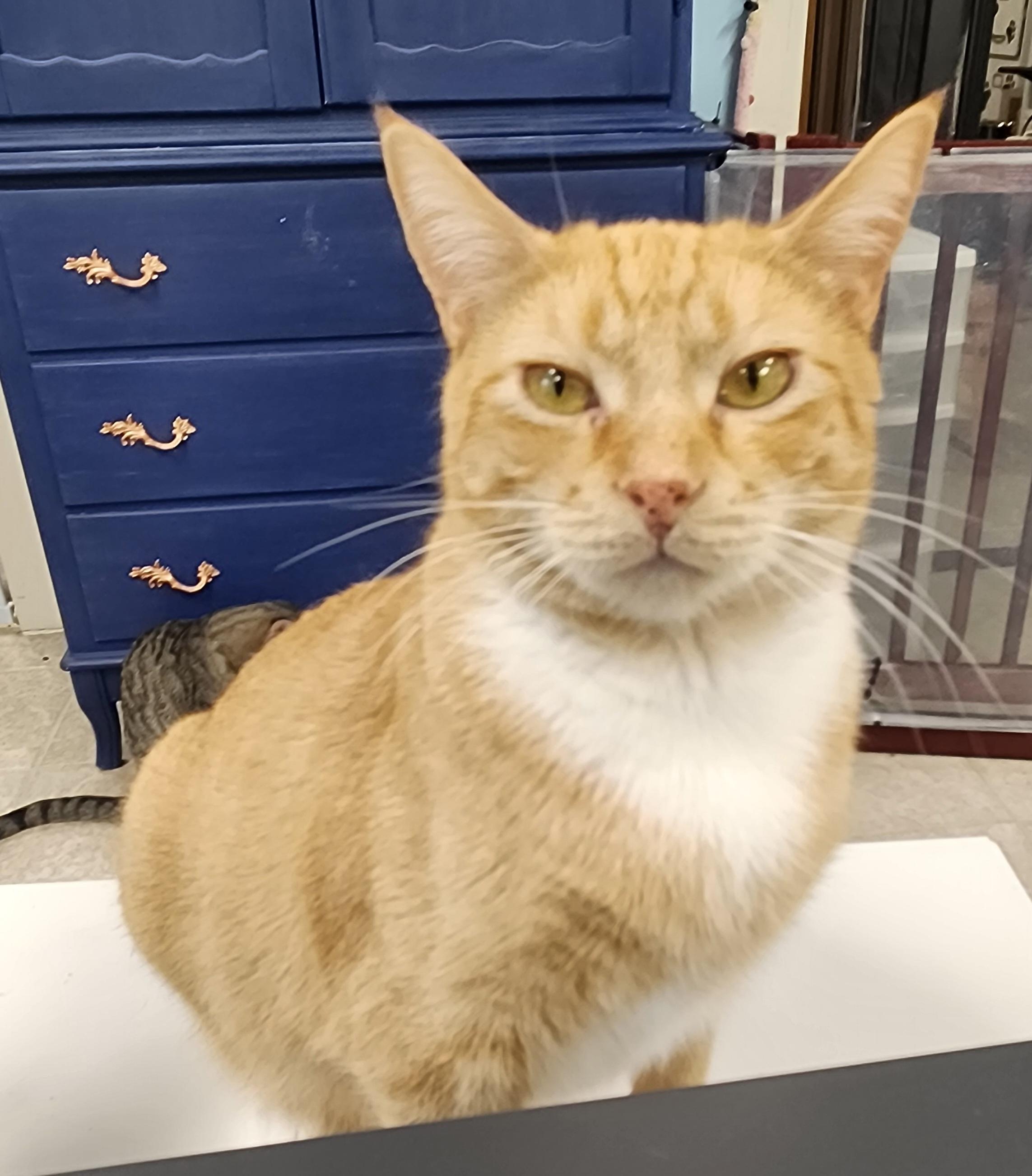 Oscar, a Adoptable Domestic Short Hair in Waterloo, IA image 4/6