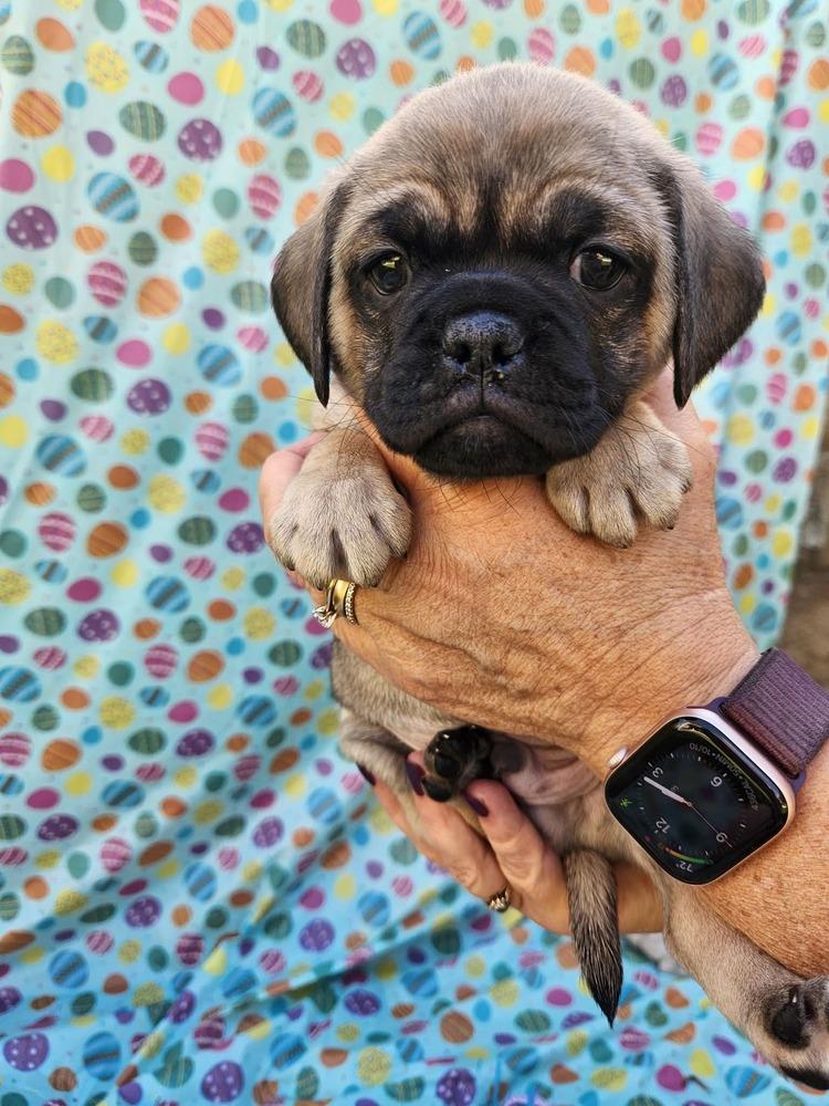 Snowden, Adoptable, Puppy Male Pug & French Bulldog.
