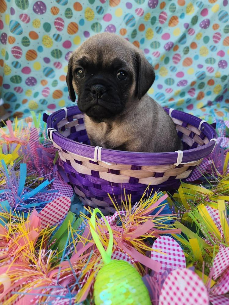 Enlarge Snowden, a Adoptable mixed breed in Mission Viejo, CA image 2/5