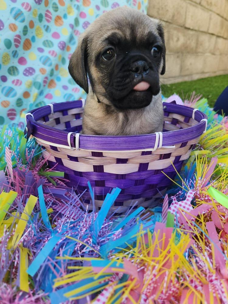 Enlarge Snowden, a Adoptable mixed breed in Mission Viejo, CA image 3/5
