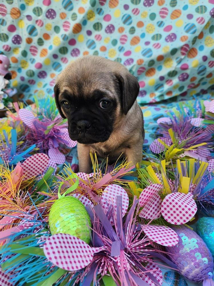 Enlarge Snowden, a Adoptable mixed breed in Mission Viejo, CA image 4/5