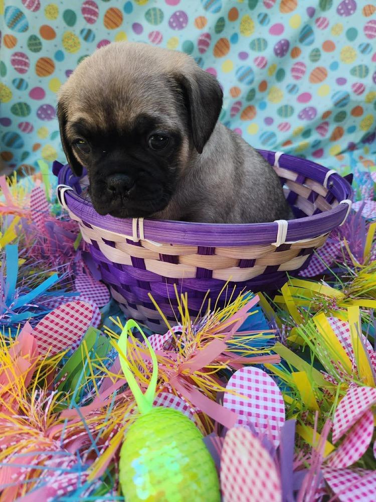 Enlarge Snowden, a Adoptable mixed breed in Mission Viejo, CA image 5/5