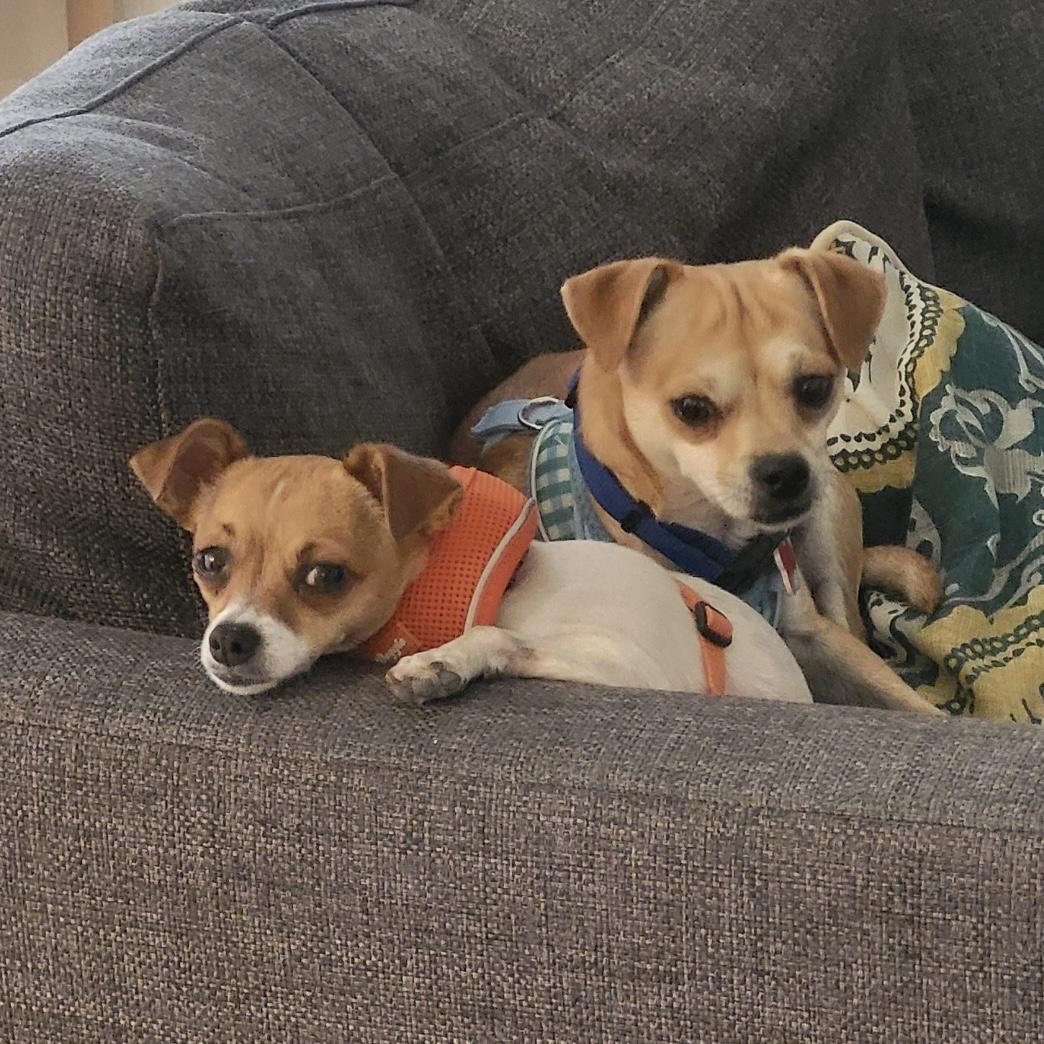 Enlarge Mocha & Mojo, a ADOPTABLE mixed breed in Boulder, CO image 6/6