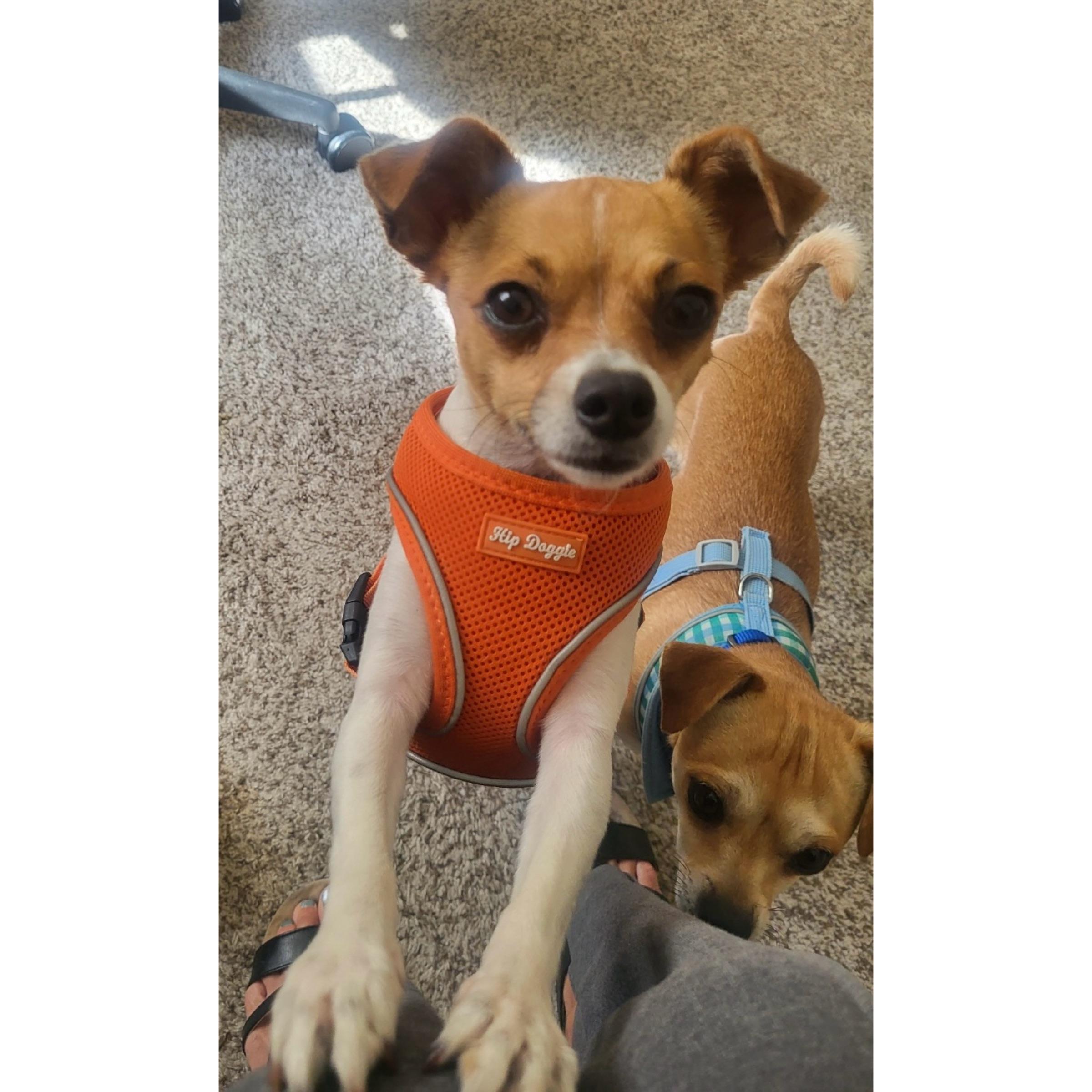 Enlarge Mocha & Mojo, a ADOPTABLE mixed breed in Boulder, CO image 5/6