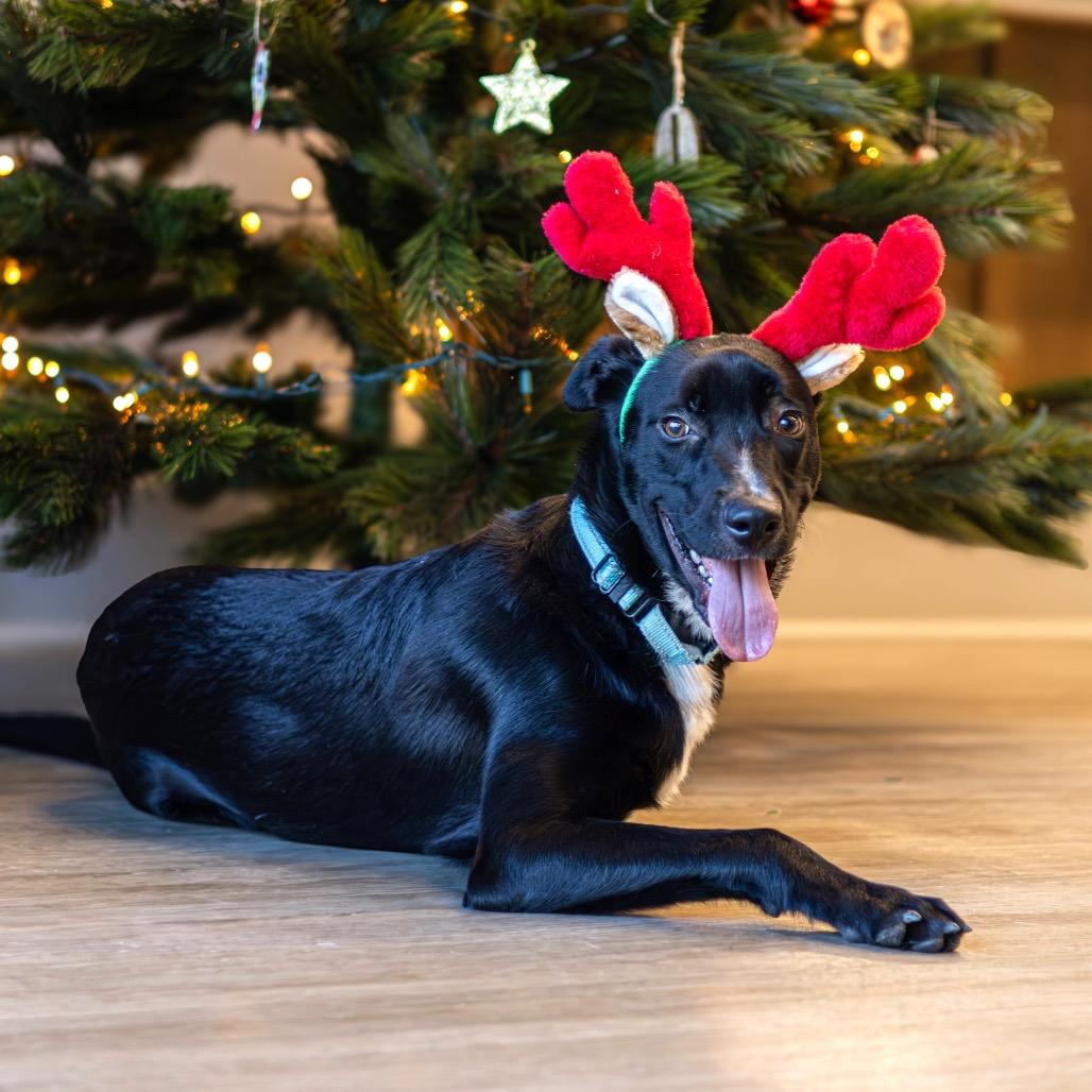 Beaux, Adoptable, Young Male Labrador Retriever.