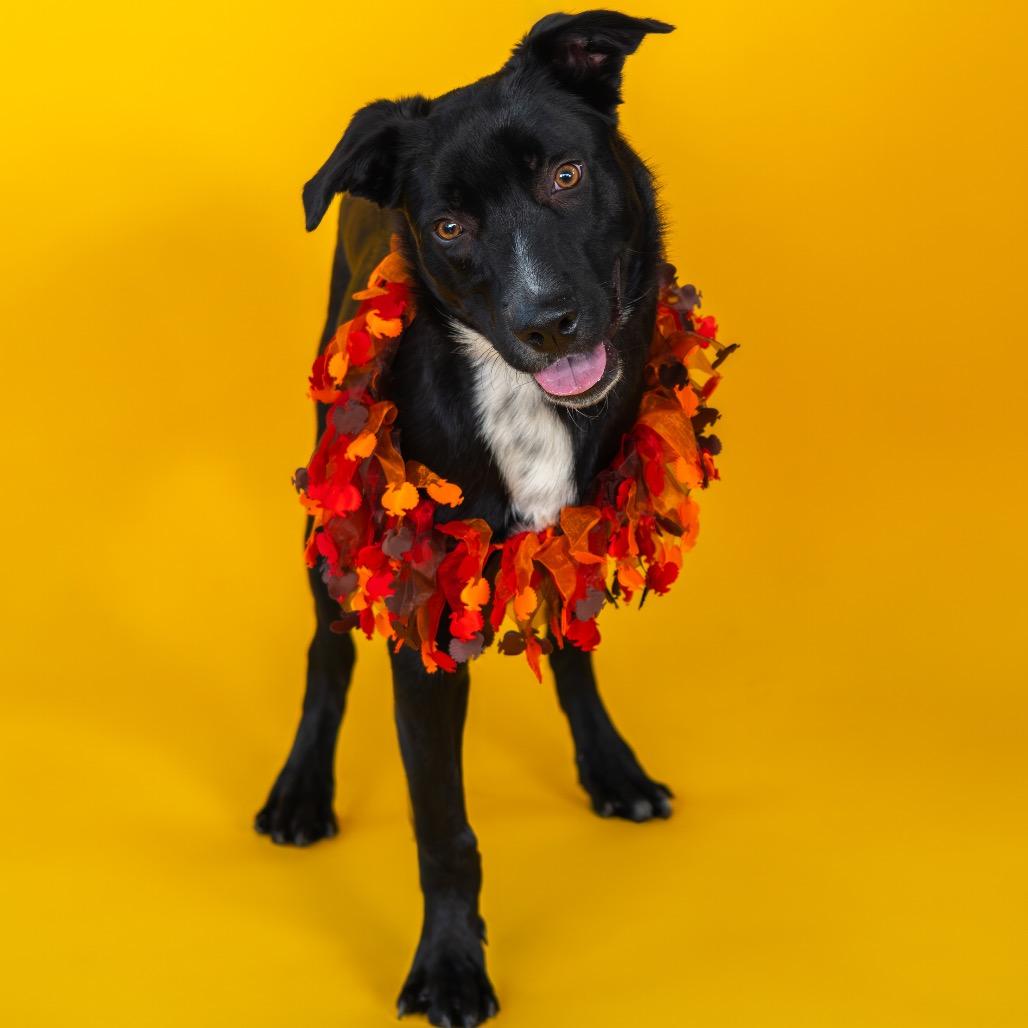 Beaux, a Adoptable mixed breed in Newark, DE image 2/6