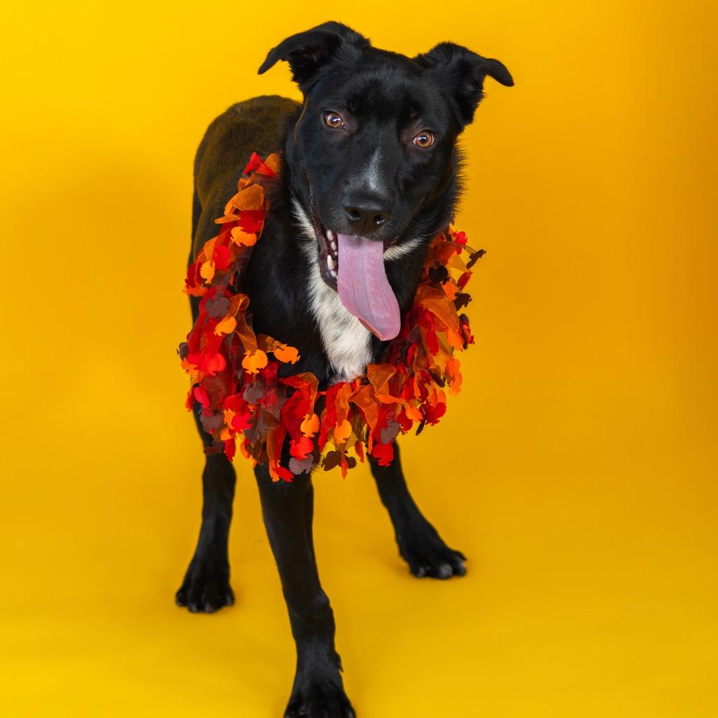 Beaux, a Adoptable mixed breed in Newark, DE image 3/6