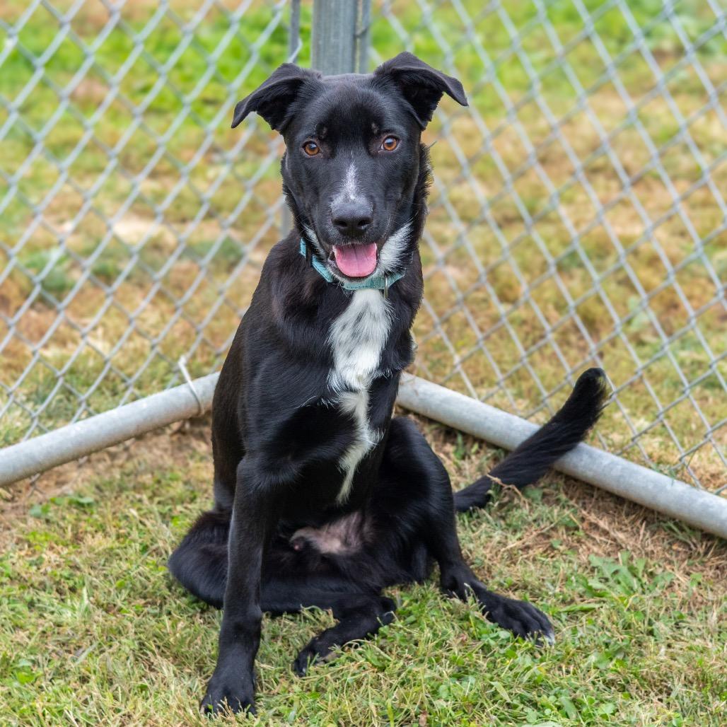 Beaux, a Adoptable mixed breed in Newark, DE image 4/6