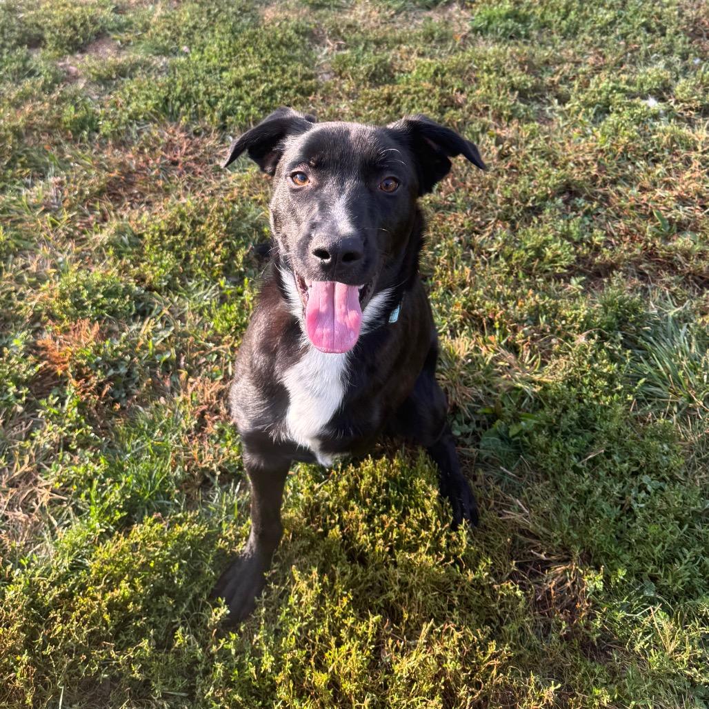 Beaux, a Adoptable mixed breed in Newark, DE image 5/6