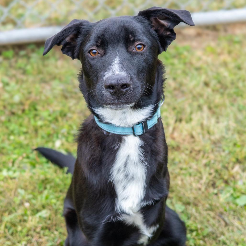 Beaux, a Adoptable mixed breed in Newark, DE image 6/6