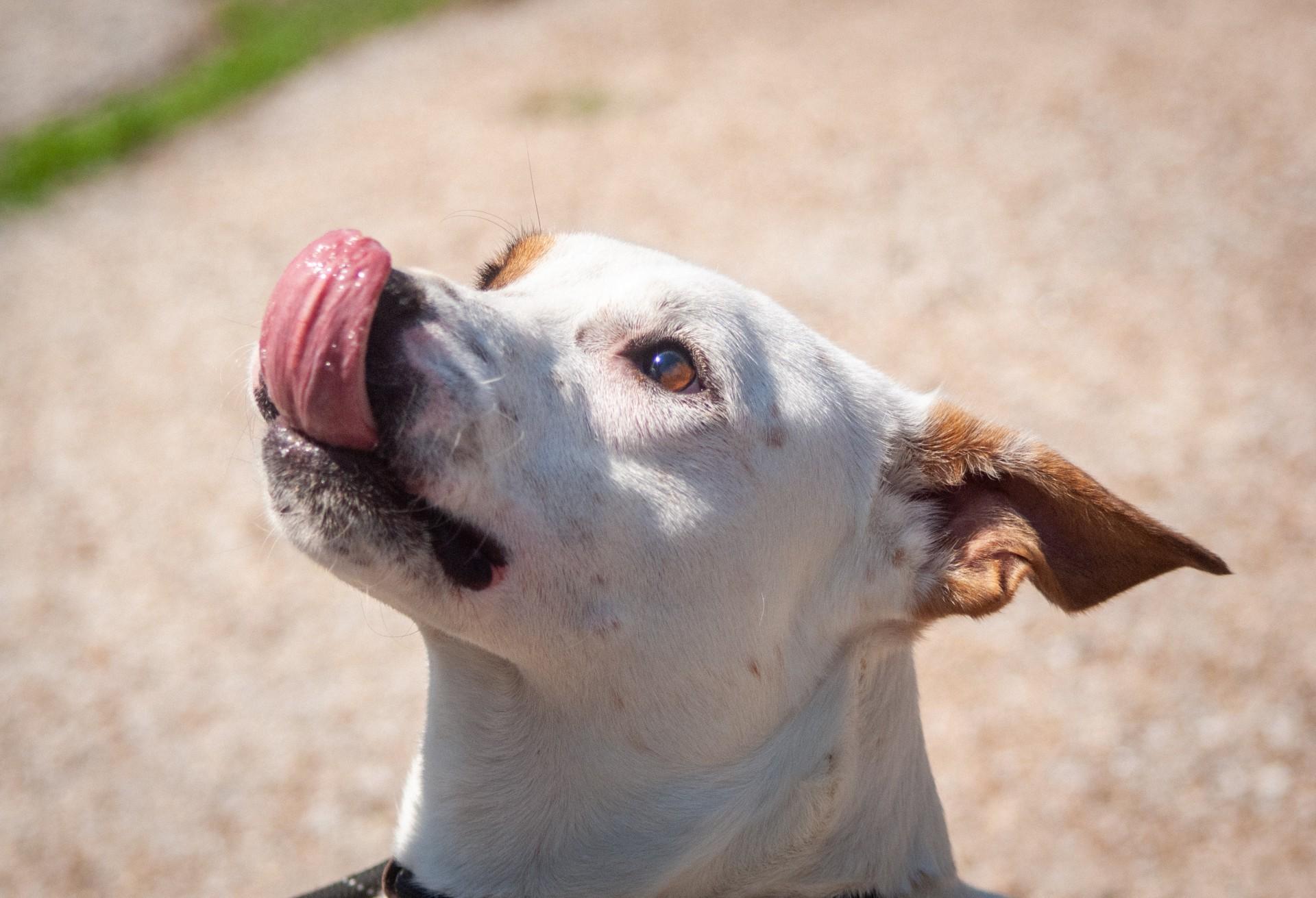 Enlarge Carter, a Adoptable mixed breed in Portage, MI image 2/6