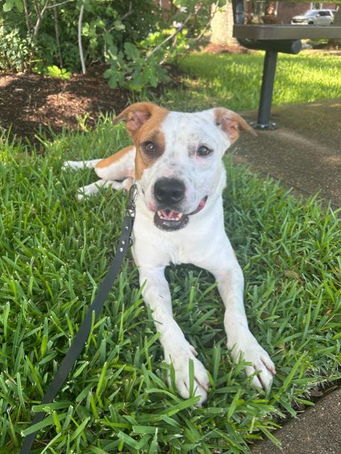 Enlarge Carter, a Adoptable mixed breed in Portage, MI image 5/6