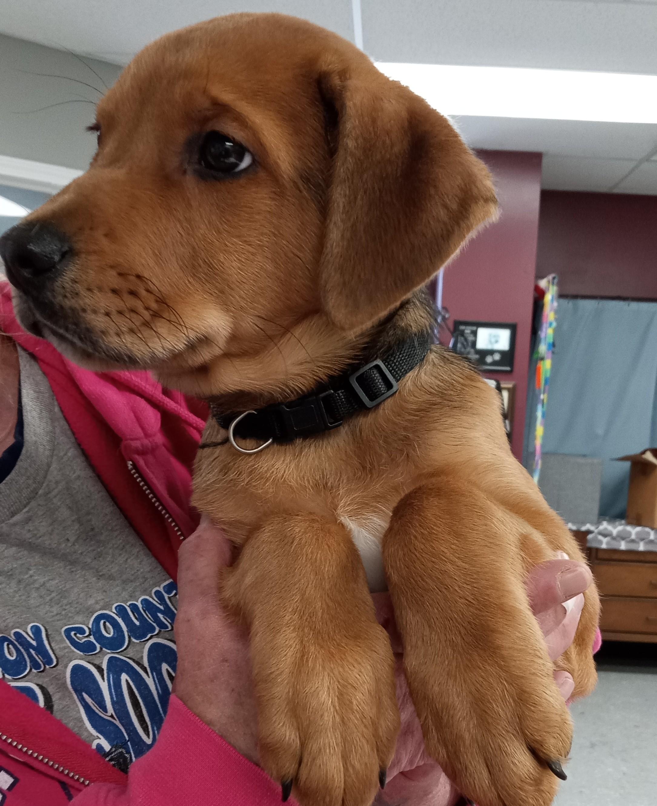 Dexter, Adoptable, Puppy Male Labrador Retriever.