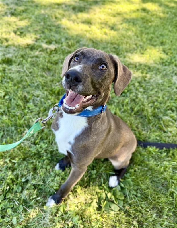Lincoln, Adoptable, Puppy Male Hound.