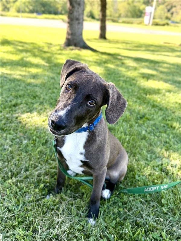 Enlarge Lincoln, a Adoptable mixed breed in Gloversville, NY image 2/5