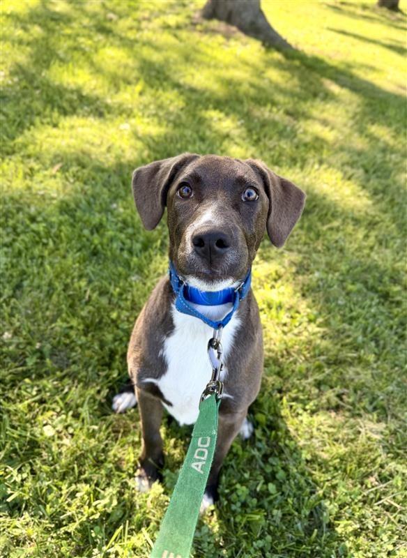 Enlarge Lincoln, a Adoptable mixed breed in Gloversville, NY image 3/5
