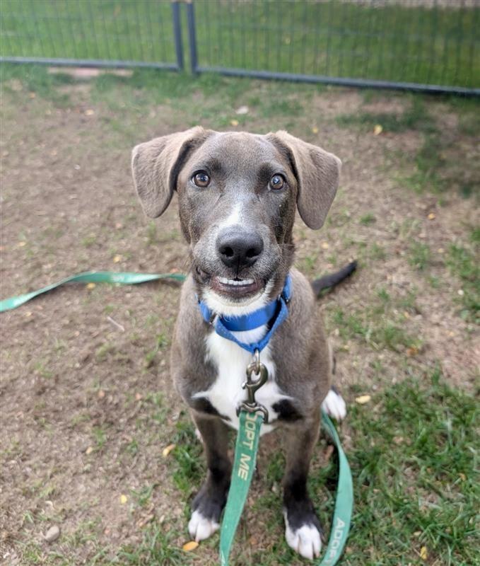 Enlarge Lincoln, a Adoptable mixed breed in Gloversville, NY image 4/5