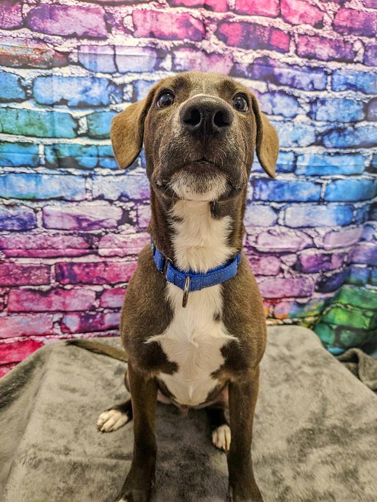 Enlarge Lincoln, a Adoptable mixed breed in Gloversville, NY image 5/5
