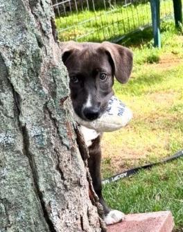 Lincoln, a Adoptable mixed breed in Gloversville, NY image 1/3