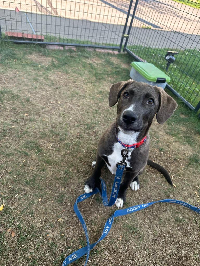 Lincoln, a Adoptable mixed breed in Gloversville, NY image 2/3