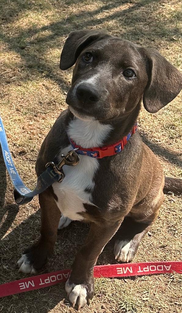 Lincoln, a Adoptable mixed breed in Gloversville, NY image 3/3