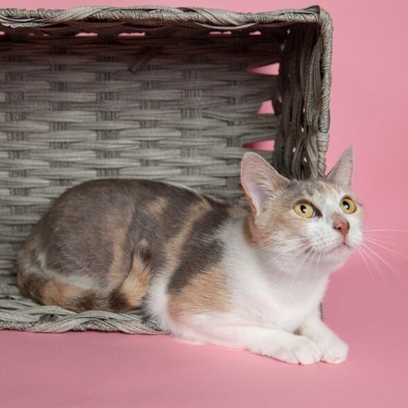 Holly Hobby — thumbnail 4