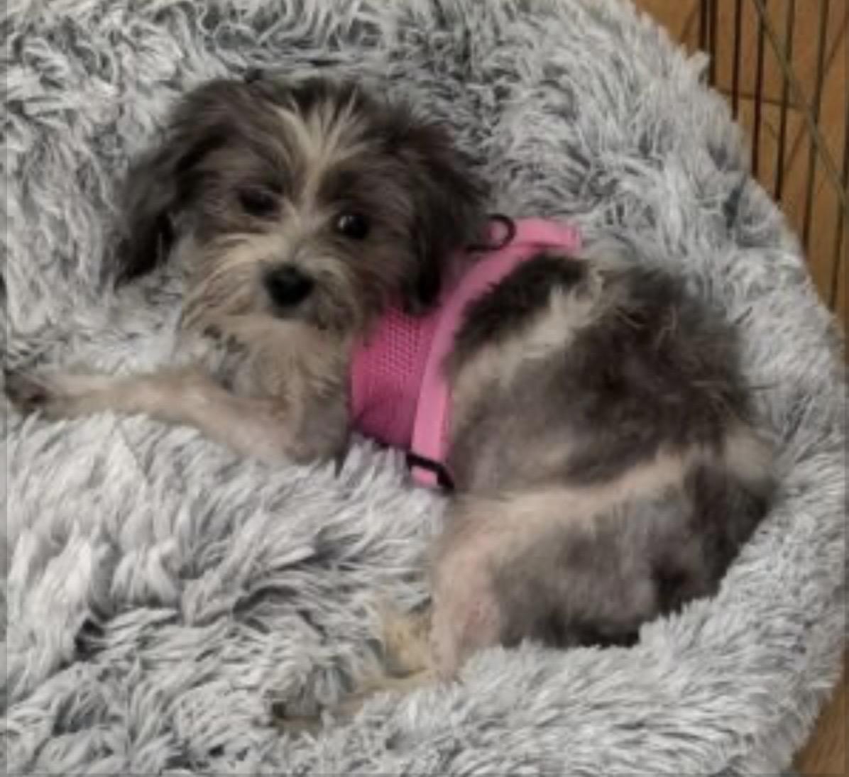 Lilah, Adoptable, Puppy Female Malshi & Yorkshire Terrier.