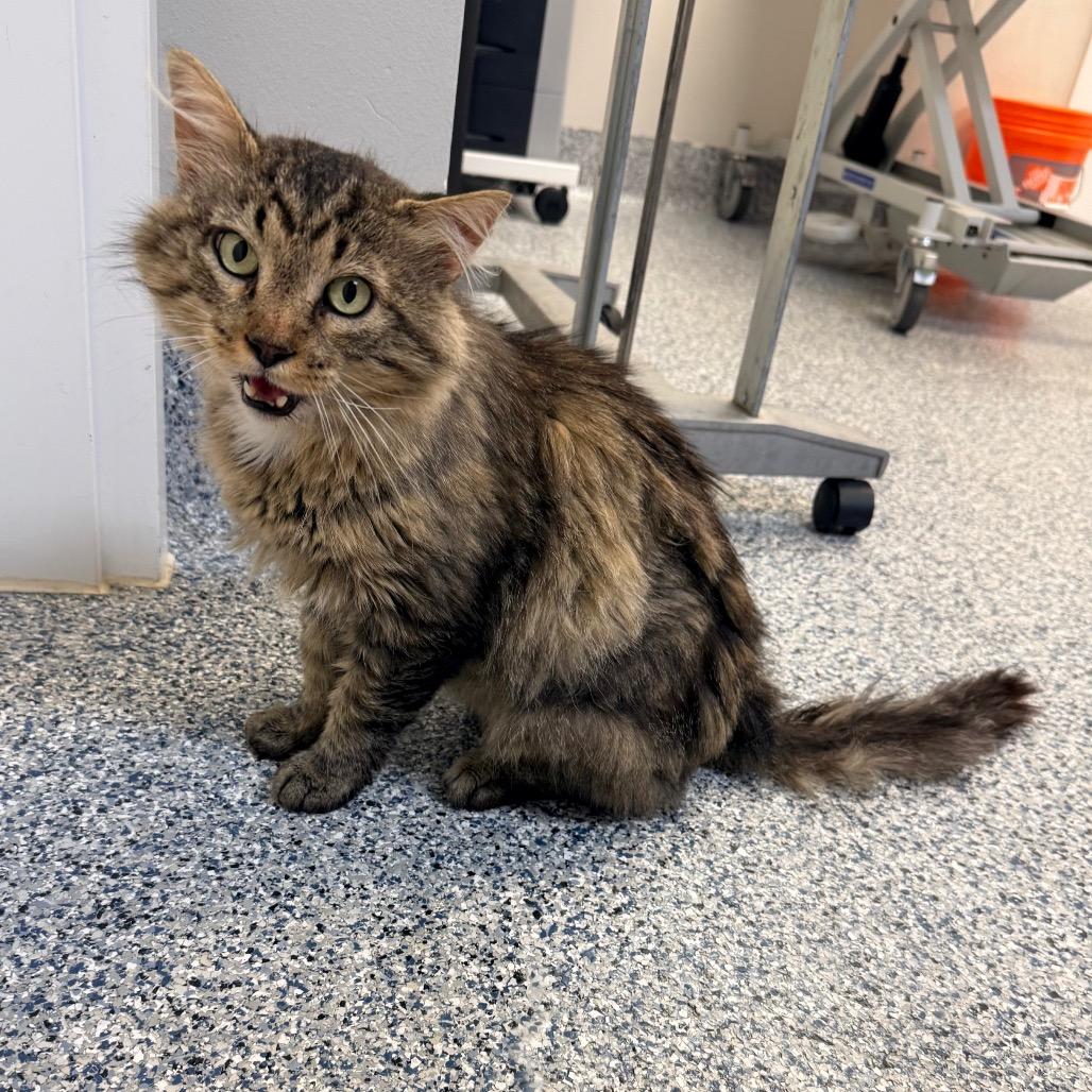 El Padre, Adoptable, Adult Male Domestic Long Hair.