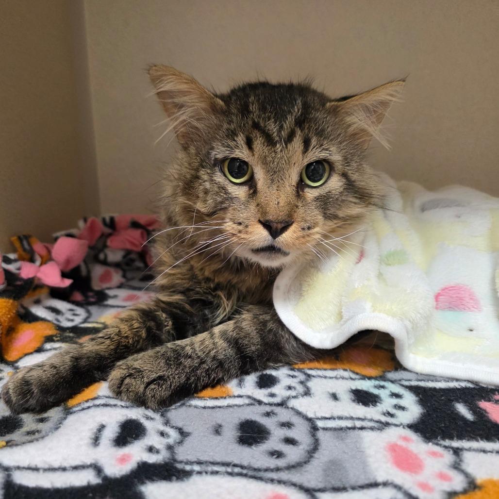 El Padre, a Adoptable Domestic Long Hair in Great Falls, MT image 2/6