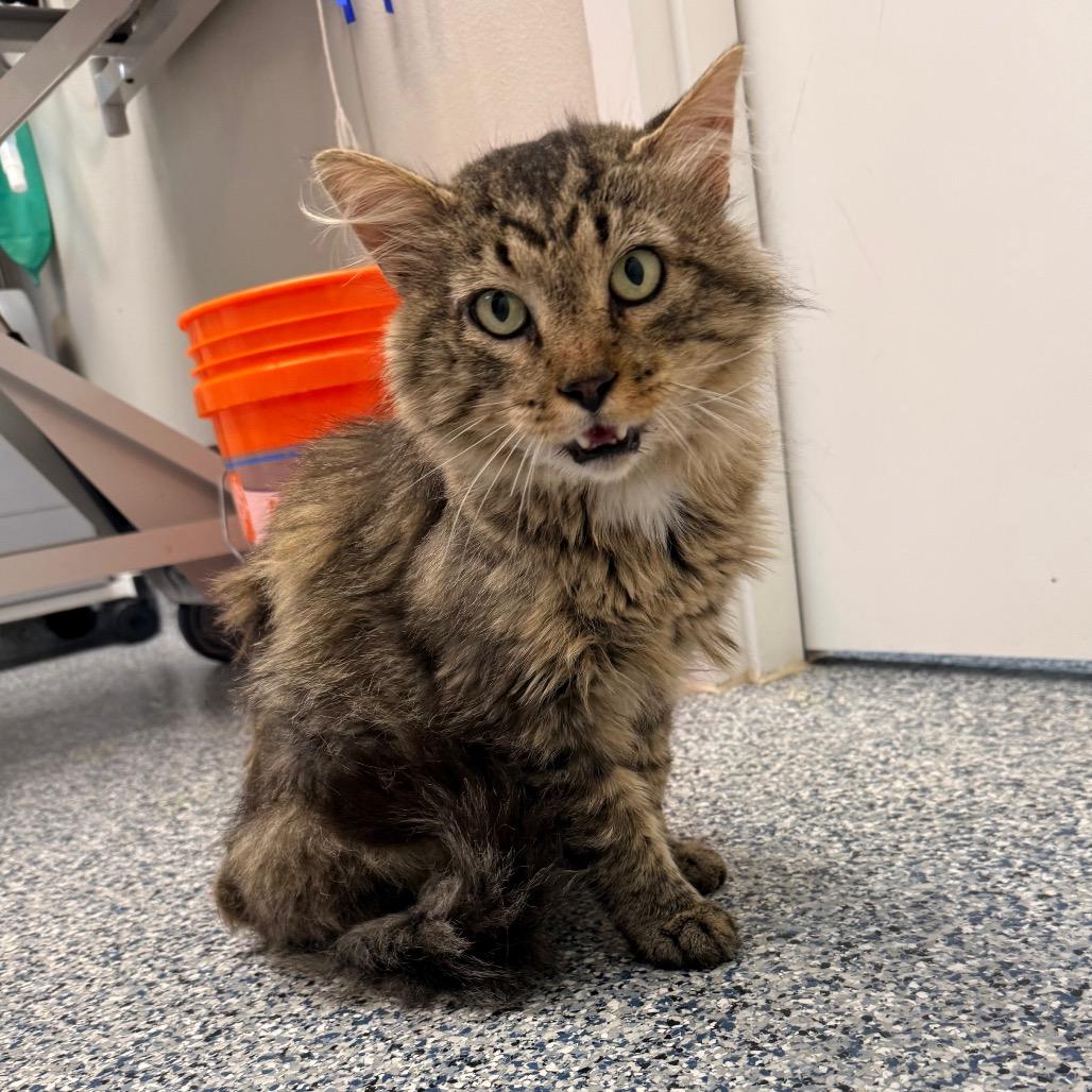 El Padre, a Adoptable Domestic Long Hair in Great Falls, MT image 3/6